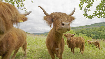 Schottische Hochlandrinder blicken in die Kamera - Norman Krüger Schottische Hochlandrinder blicken in die Kamera