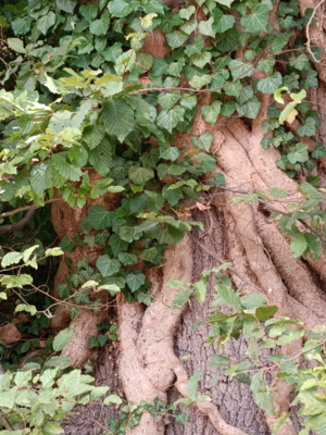 Baumwurzeln mit Efeu - Petra Spyra Baumwurzeln mit Efeu