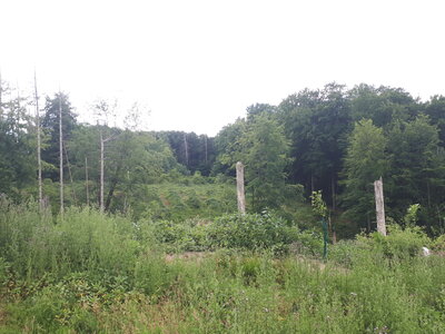 Privatwald Kalletal 