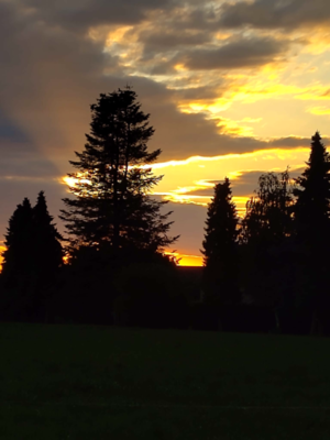 Bäume im Sonneuntergang - Petra Spyra Bäume im Sonneuntergang