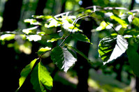 Wald