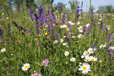 flower-meadow-pixabay-com free
